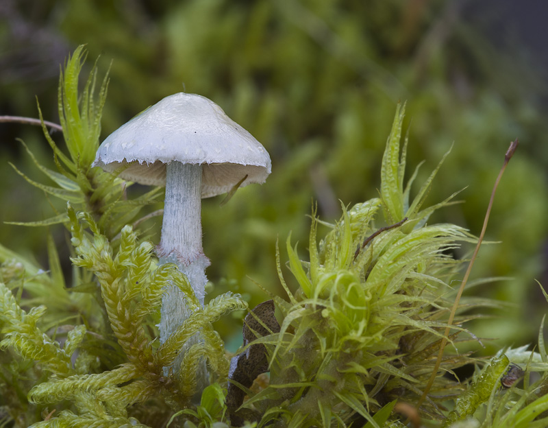 Stropharia caerulea